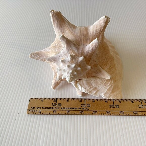 Queen Conch Sea Shell Large Natural Pink Seashell 9" No Harvest Hole Vintage - Picture 7 of 12